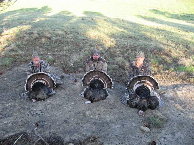 Montana Turkey Hunting Lone Wold Guide Service
