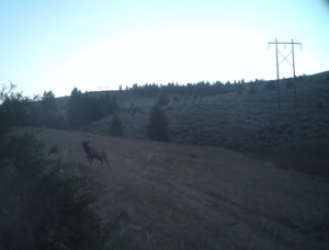Montana-Trail-Cam