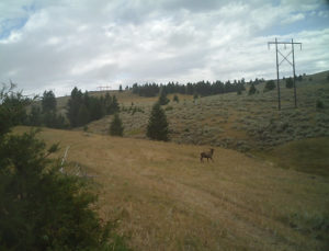 Montana-Trail-Cam