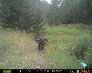Montana-Hunting-Trail-Cam