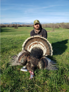 Turkey Hunts Montana