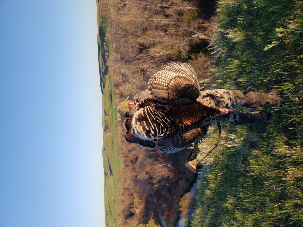 Montana Turkey Hunting Lone Wolf Guide Service